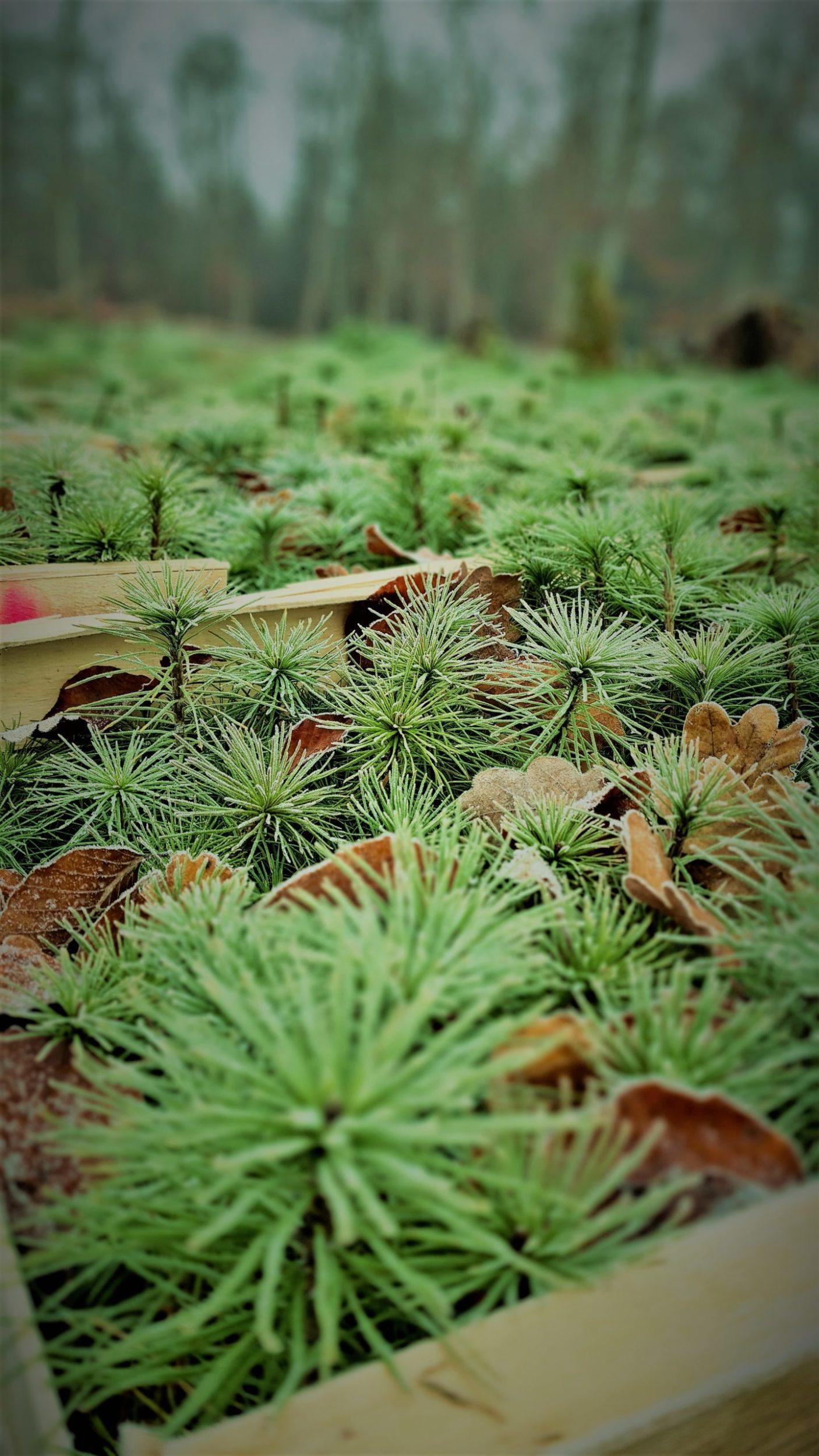 Lire la suite à propos de l’article Une voiture achetée, un arbre planté !